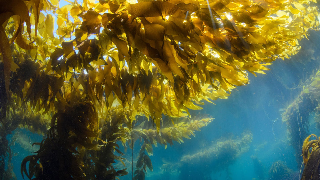 What is Sea Kelp and Why Is It Good for You?